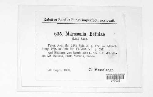 Marssonina betulae image